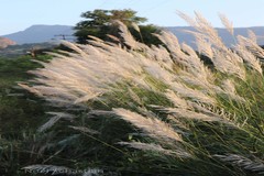 Saccharum spontaneum